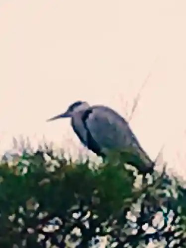 大前神社の動物