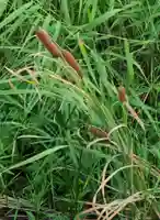 出雲大社倉敷教会(岡山県)