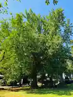 守りの神 藤基神社の庭園