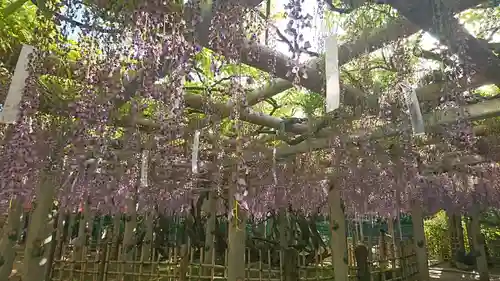 越ヶ谷久伊豆神社の庭園