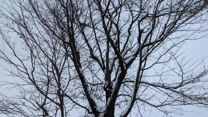 龍王神社の自然