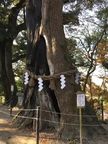 常陸國總社宮の自然