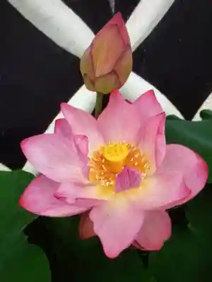 長善寺(東京都)