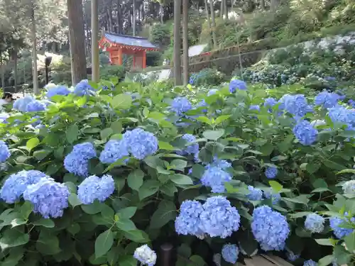 三室戸寺の自然