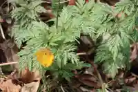 三渡神社の自然