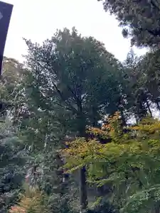 大宮温泉神社(栃木県)(2022年11月22日(火) 08時09分37秒投稿)