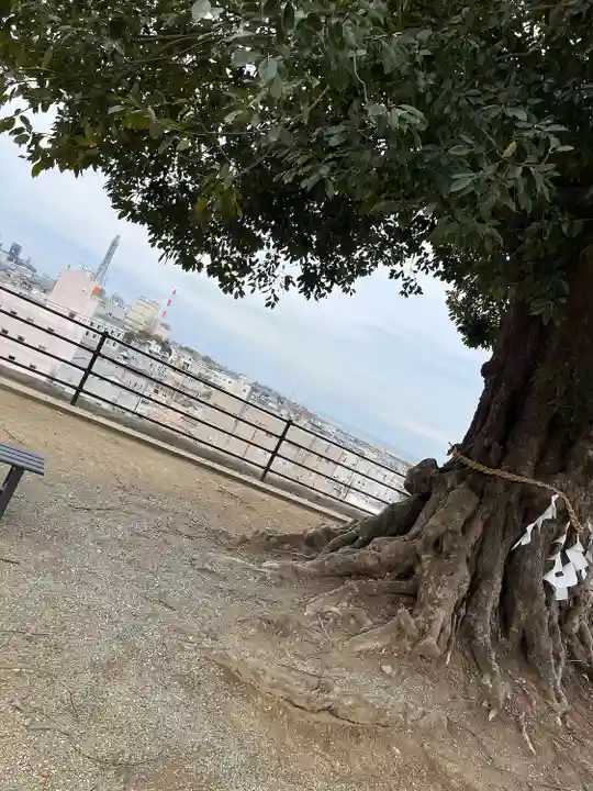 植田八幡神社の自然