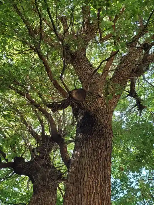 諏訪神社の自然