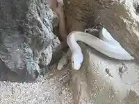 赤水蛇石神社の動物