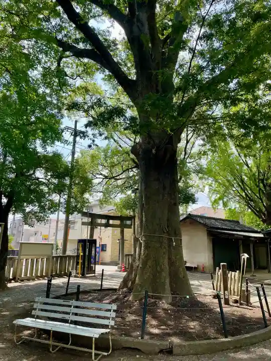小杉神社(神奈川県)