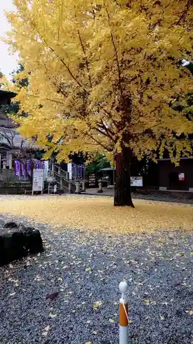 下野 星宮神社の自然