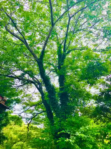 小坂熊野神社の自然