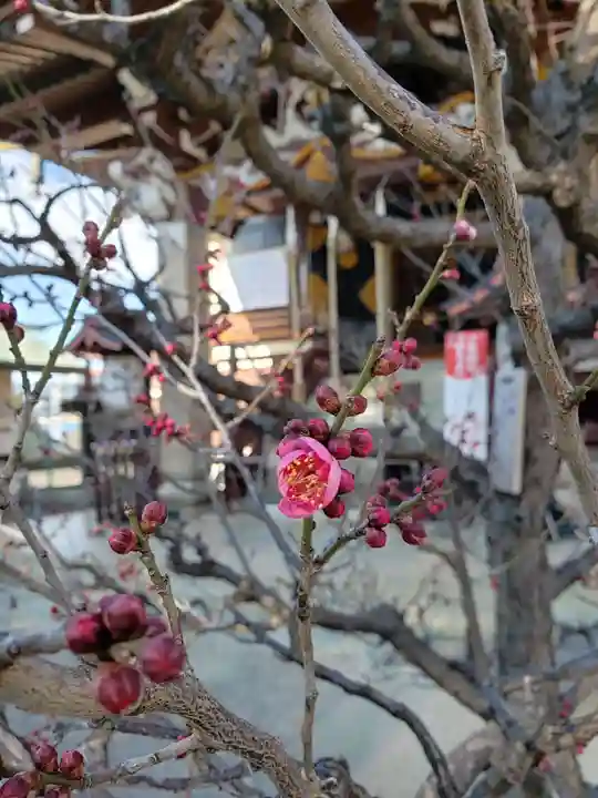 諏訪神社の自然