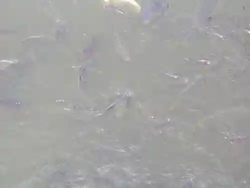 鶴岡八幡宮の動物