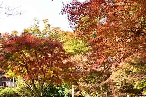 高尾山薬王院の自然