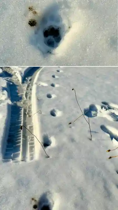 由追稲荷神社(北海道)