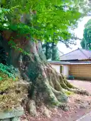 専修寺(栃木県)