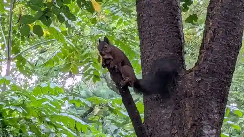 十勝護国神社の動物