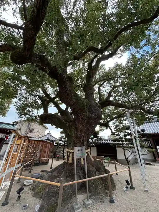 大聖観音寺(あびこ観音)の{uncategorized: "未分類", other: "その他", undefined: "問題あり", building: "その他建物", grave: "お墓", sacred_gate: "鳥居", guardian: "狛犬", statue: "像", buddha: "仏像", history: "歴史", nature: "自然", garden: "庭園", animal: "動物", pagoda: "塔", temizu: "手水舎", mountain_gate: "山門・神門", sanctuary: "本殿・本堂", subordinate: "末社・摂社", art: "芸術", scenery: "景色", jizo: "地蔵", ema: "絵馬", goshuin: "御朱印", omikuji: "おみくじ", items: "授与品その他", amulet: "お守り", goshuincho: "御朱印帳", eats: "食事", festival: "お祭り", votive_dance: "神楽", shichigosan: "七五三参", wedding: "結婚式", experience: "体験その他", initially: "初詣", around: "周辺", anti_infection: "感染症対策"}