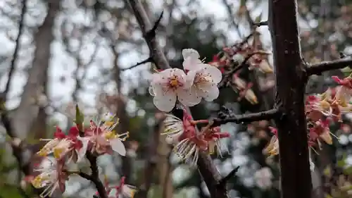 旭川天満宮(北海道)