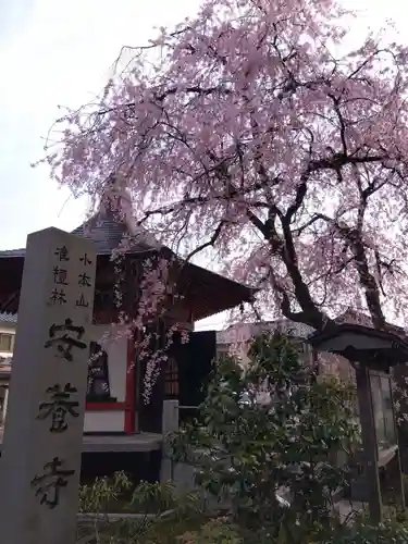 安養寺(福井県)