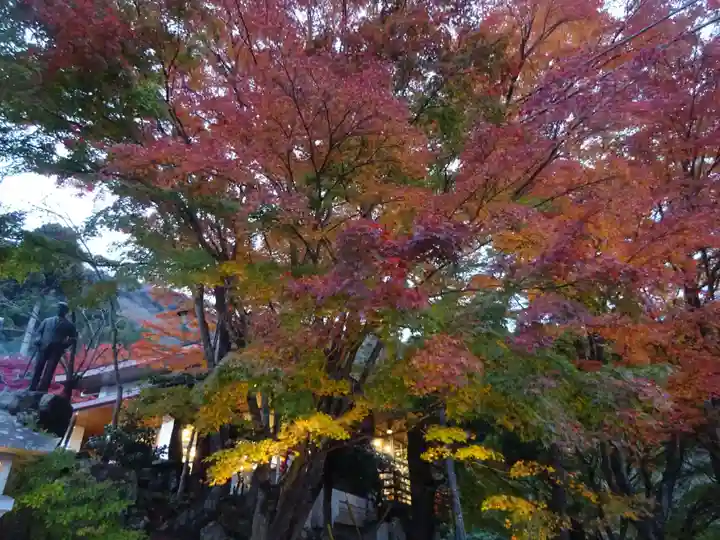 大山阿夫利神社の自然