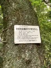 妙感寺の建物その他