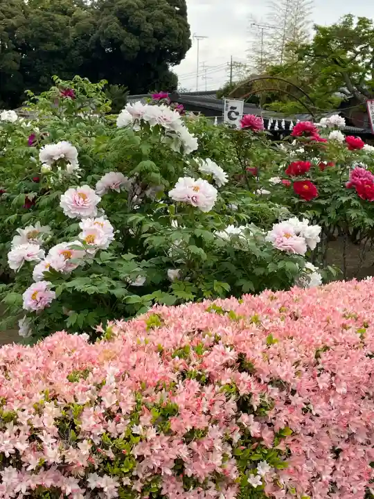 箭弓稲荷神社の{uncategorized: "未分類", other: "その他", undefined: "問題あり", building: "その他建物", grave: "お墓", sacred_gate: "鳥居", guardian: "狛犬", statue: "像", buddha: "仏像", history: "歴史", nature: "自然", garden: "庭園", animal: "動物", pagoda: "塔", temizu: "手水舎", mountain_gate: "山門・神門", sanctuary: "本殿・本堂", subordinate: "末社・摂社", art: "芸術", scenery: "景色", jizo: "地蔵", ema: "絵馬", goshuin: "御朱印", omikuji: "おみくじ", items: "授与品その他", amulet: "お守り", goshuincho: "御朱印帳", eats: "食事", festival: "お祭り", votive_dance: "神楽", shichigosan: "七五三参", wedding: "結婚式", experience: "体験その他", initially: "初詣", around: "周辺", anti_infection: "感染症対策"}