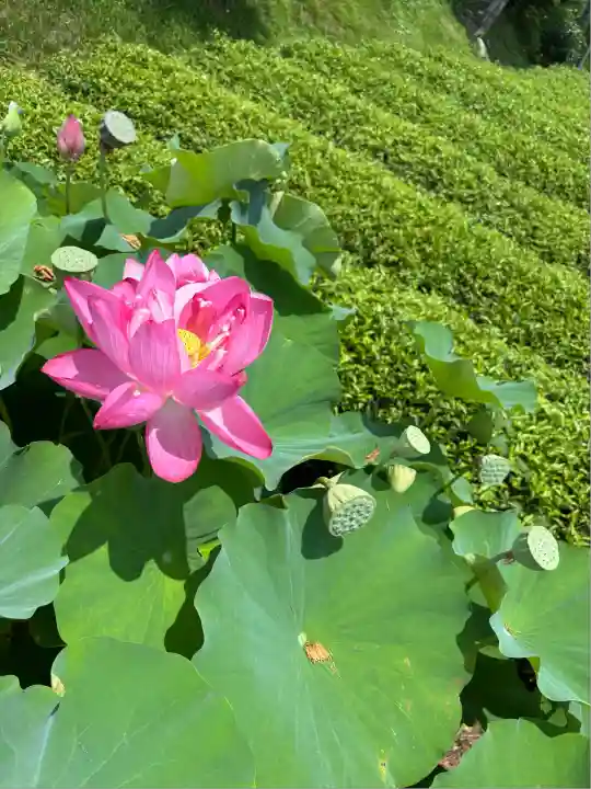 香勝寺(静岡県)