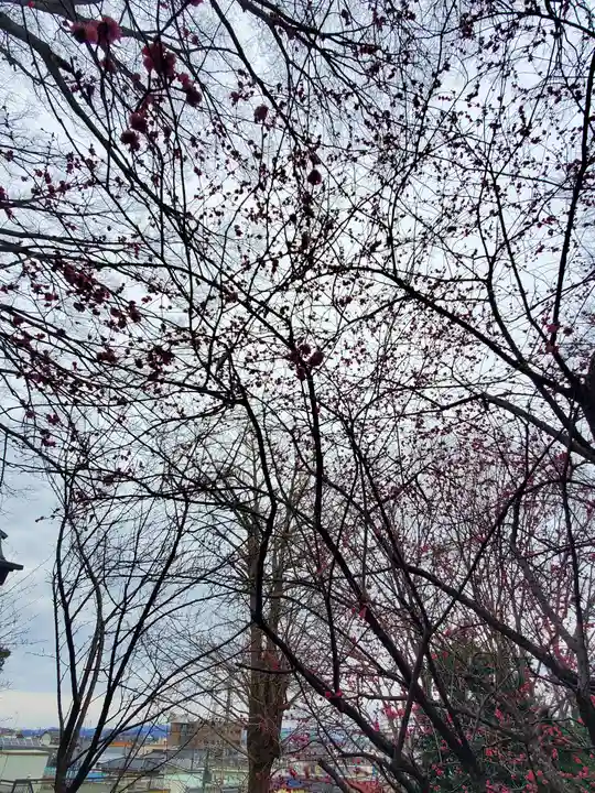 (下館)羽黒神社の自然