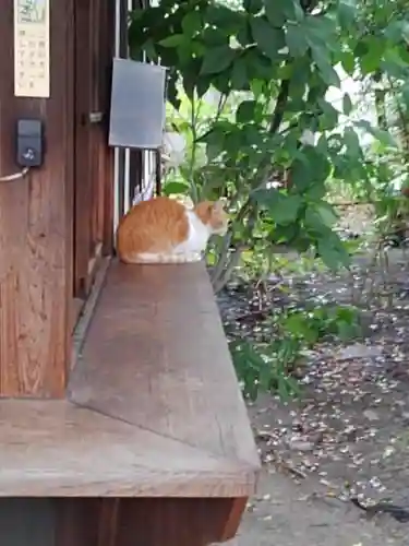 大江神社の動物