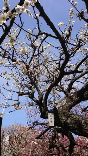 町田天満宮の自然