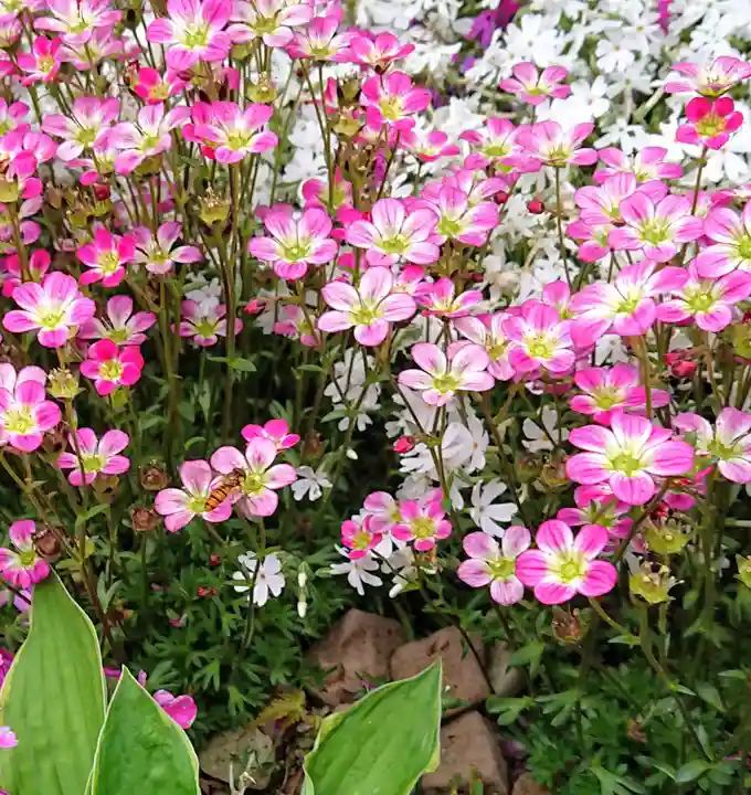 寿量山 速成寺の自然