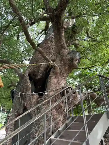 山王神社の自然