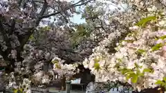 平野神社の自然