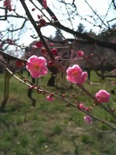 常磐神社の自然