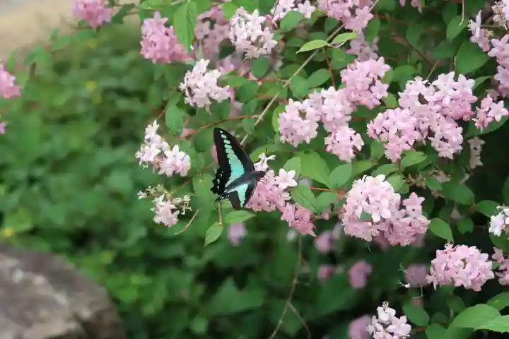 沙沙貴神社の自然
