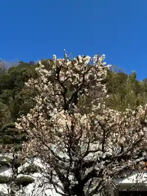 眞珠院の{uncategorized: "未分類", other: "その他", undefined: "問題あり", building: "その他建物", grave: "お墓", sacred_gate: "鳥居", guardian: "狛犬", statue: "像", buddha: "仏像", history: "歴史", nature: "自然", garden: "庭園", animal: "動物", pagoda: "塔", temizu: "手水舎", mountain_gate: "山門・神門", sanctuary: "本殿・本堂", subordinate: "末社・摂社", art: "芸術", scenery: "景色", jizo: "地蔵", ema: "絵馬", goshuin: "御朱印", omikuji: "おみくじ", items: "授与品その他", amulet: "お守り", goshuincho: "御朱印帳", eats: "食事", festival: "お祭り", votive_dance: "神楽", shichigosan: "七五三参", wedding: "結婚式", experience: "体験その他", initially: "初詣", around: "周辺", anti_infection: "感染症対策"}