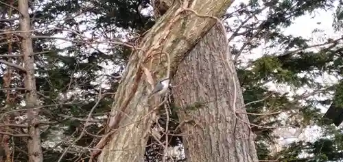 千歳神社の動物