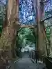 地主神社(桑の川の鳥居杉)(高知県)