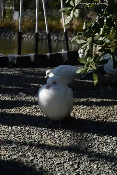 旗上弁財天社の動物
