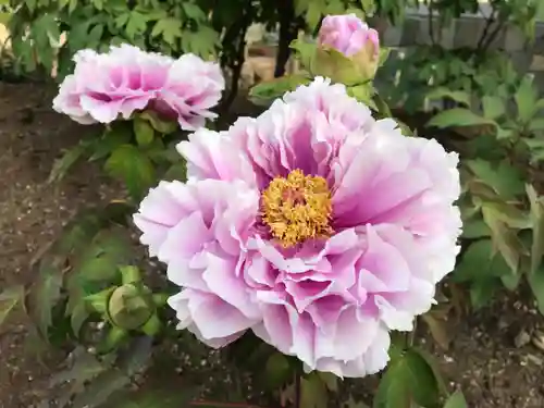 真言宗　善通寺派　薬王寺(香川県)