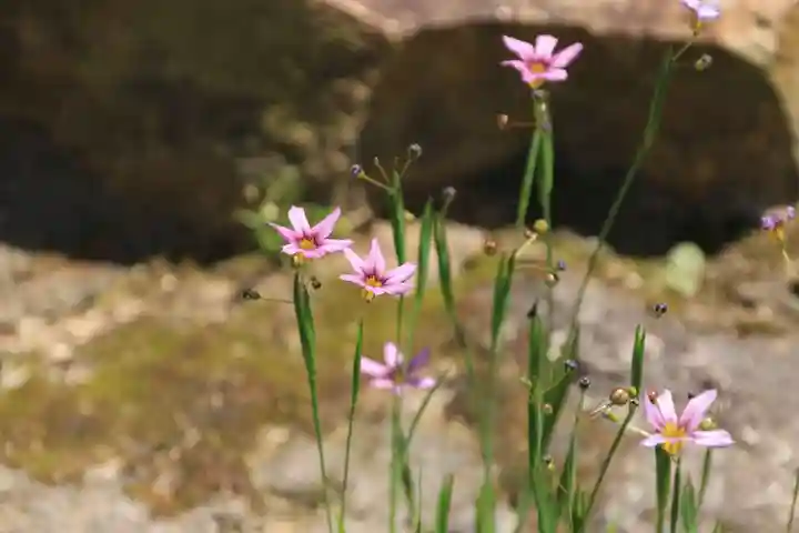 大鏑神社の自然