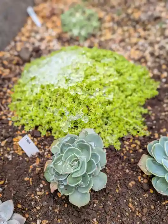 荻窪白山神社(東京都)