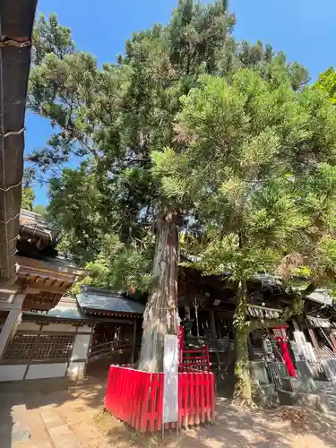 須佐神社・大祖大神社の自然