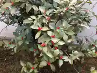 西方山極楽寺の自然