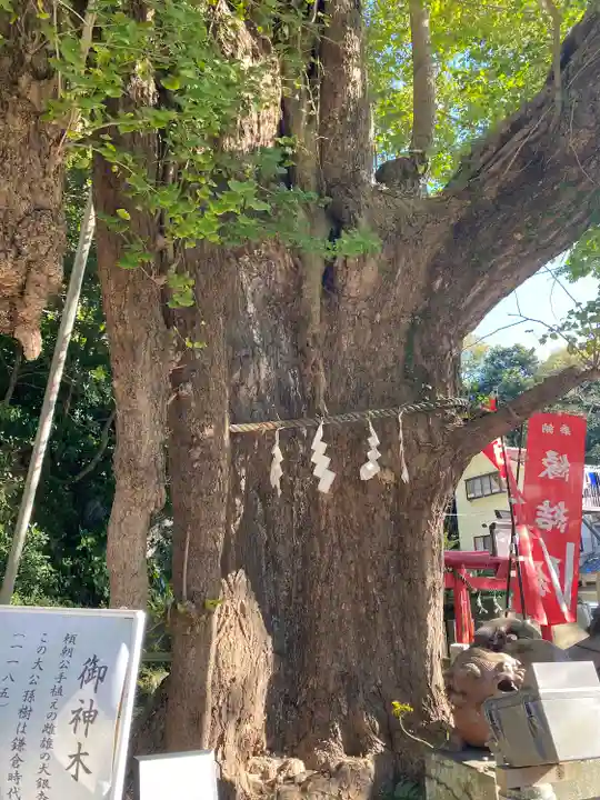海南神社の自然