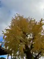 法話と天井絵の寺 観音寺の自然