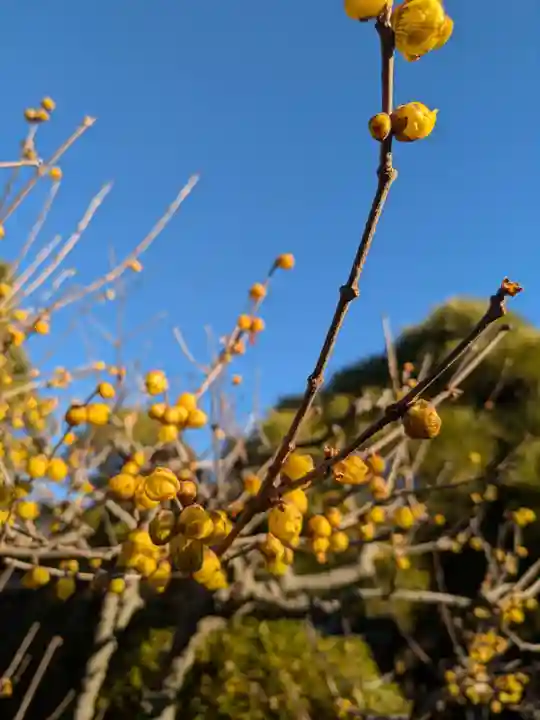 蓮光寺(東京都)