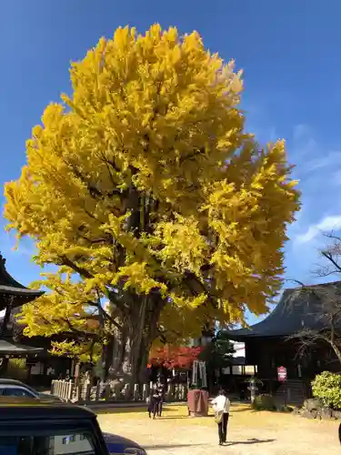 飛騨国分寺の自然